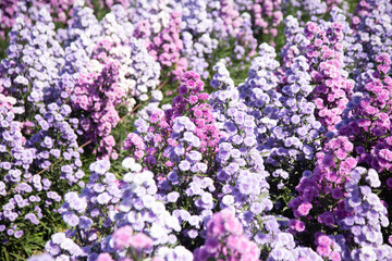 Beautiful colorful winter Flowers Sunny outdoors