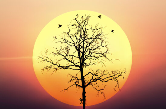 Silhouette of nature landscape. Consist of bird animal on wood dead dry tree against big yellow sunset or sunrise and evening sky background. Scenery of horizon scenic sunny summer at outdoor.