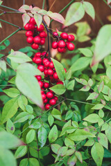 red berries on a branch