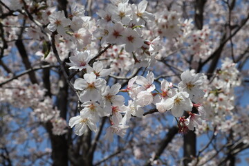 桜