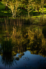 Koa Tree Wood Forest Hawaii Acacia on Mauna Kea Maunakea
