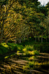 Koa Tree Wood Forest Hawaii Acacia on Mauna Kea Maunakea
