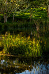 Koa Tree Wood Forest Hawaii Acacia on Mauna Kea Maunakea
