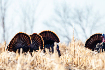 Wisconsin Wild eastern turkey (meleagris gallopavo) in the courtship ritual in spring