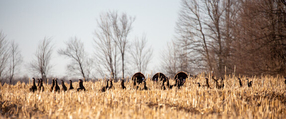 Fototapeta na wymiar Wisconsin Wild eastern turkey (meleagris gallopavo) in the courtship ritual in spring