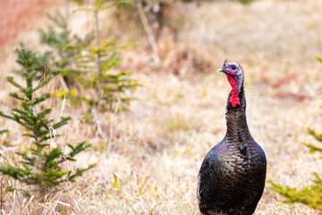 Wild Wisconsin eastern turkeys (meleagris gallopavo) in spring