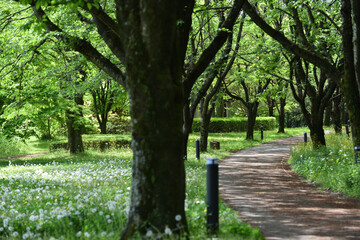 Green pathway, Spring has come