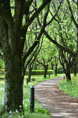 Green pathway, Spring has come