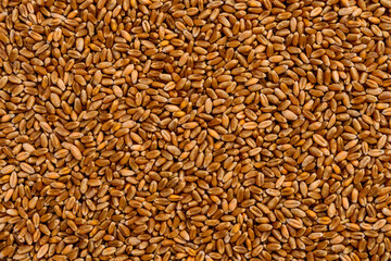 Frame full of wheat in grain.