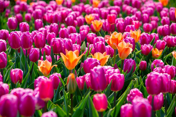 꽃밭에서 아름답게 활짝 핀 튤립