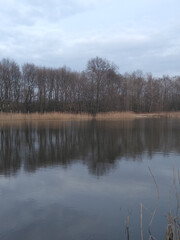 reflection of trees in the water