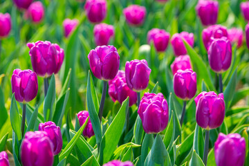 꽃밭에서 아름답게 활짝 핀 튤립