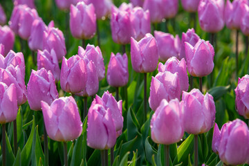 꽃밭에서 아름답게 활짝 핀 튤립