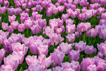 꽃밭에서 아름답게 활짝 핀 튤립