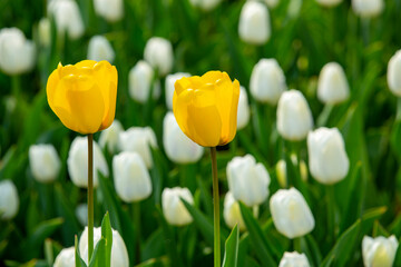 꽃밭에서 아름답게 활짝 핀 튤립