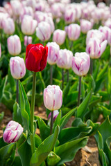 꽃밭에서 아름답게 활짝 핀 튤립
