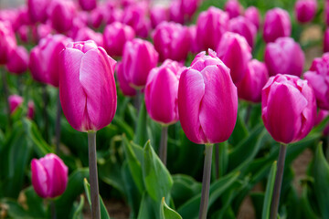 꽃밭에서 아름답게 활짝 핀 튤립