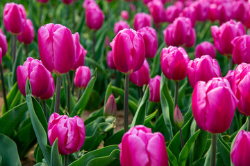 꽃밭에서 아름답게 활짝 핀 튤립