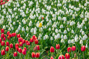 꽃밭에서 아름답게 활짝 핀 튤립