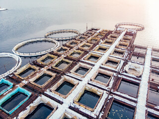 Farm fish salmon and sturgeon aquaculture blue water floating cages. Aerial top view