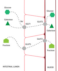 Carbohydrates intestinal digestion and absorption - Glucose, Galactose and Fructose  