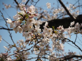 サクラの花のクローズアップ