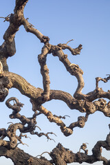 tree with many swirly branches