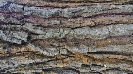 Abstract texture background pine bark.