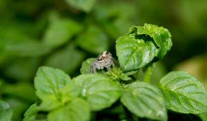 Salticidae - Jumping Spider sitting on a mint plant. Close up