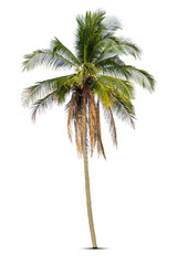 Obraz premium Coconut palm tree isolated on white background.