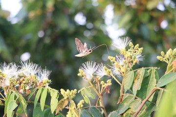 butterfly on a flower