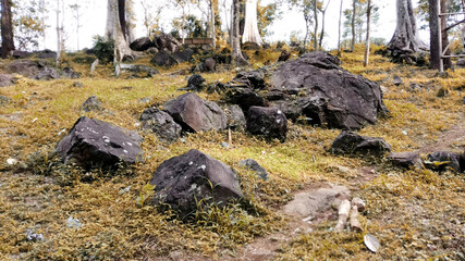 Forest background rocks and grass during dry season