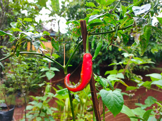 Fresh red chili pepper on the tree