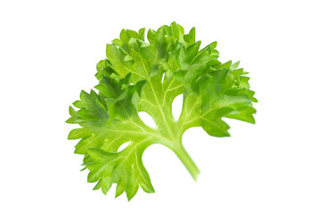 Parsley isolated on white background