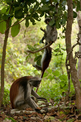Kirk's Red Colobus Monkey, Zanzibar, Tanzania