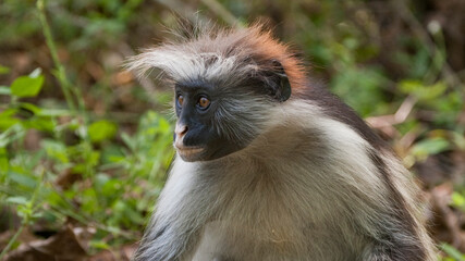 Fototapeta na wymiar Kirk's Red Colobus Monkey, Zanzibar, Tanzania