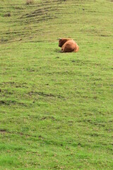 Large furry bull with horns resting on green grass in steep paddock.