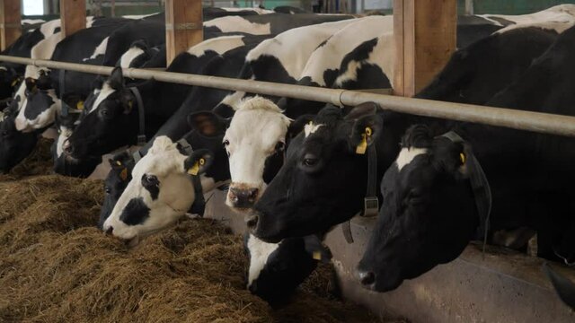 Row of cows eat in barn, pan to close ones.