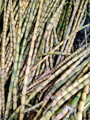 Images of a homegrown sugarcane tree