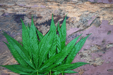 Marijuana leaves placed on a brown wooden floor. Background concept of medically licensed cannabis leaves