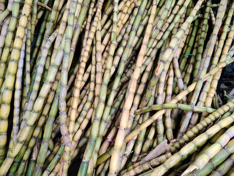 Images of a homegrown sugarcane tree