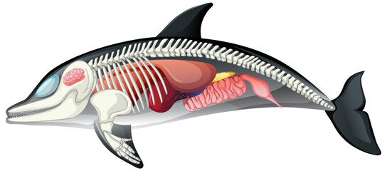 Anatomy of dolphin isolated on white background © blueringmedia