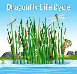 Dragonfly Life Cycle font in swamp scene