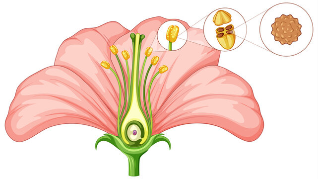 Diagram showing parts of flower