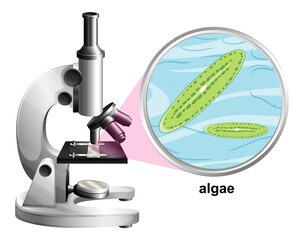 Microscope with anatomy structure of Algae on white background