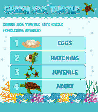 Diagram showing life cycle of Turtle
