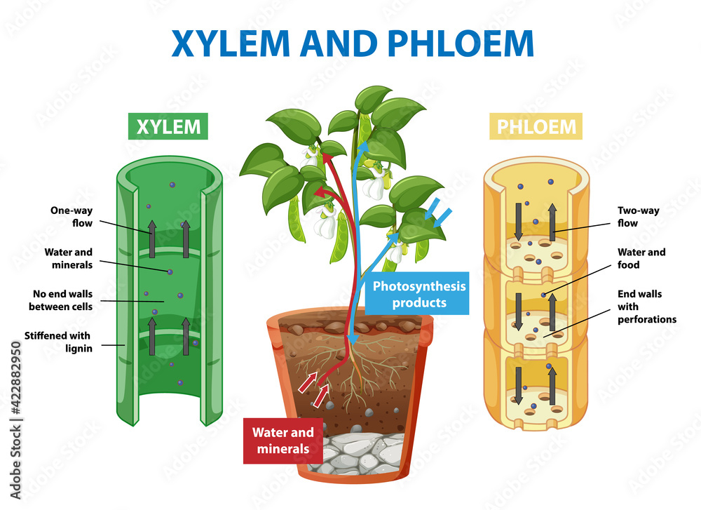 Poster Diagram showing xylem and phloem of plant