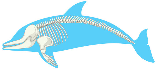 Skeleton anatomy of dolphin isolated on white background