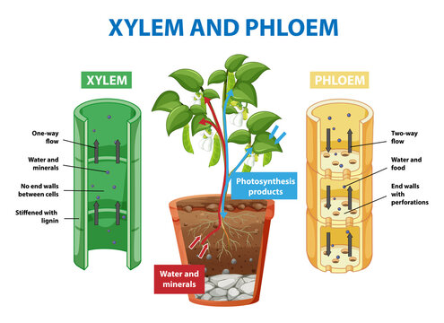 Diagram showing xylem and phloem of plant
