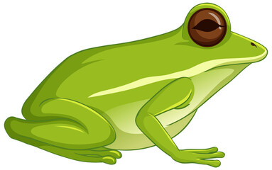 Green tree frog sitting isolated on white background